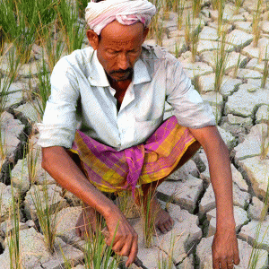 Fazendeiro afetado pela seca na Índia, 2014.