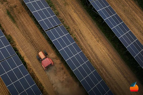 Espaçamento maior entre módulos pode fortalecer a viabilidade do agrivoltaico