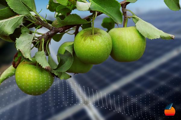 Agricultura e Energia Solar: O Que Acontece Quando Combinamos Maçãs e Painéis Fotovoltaicos?