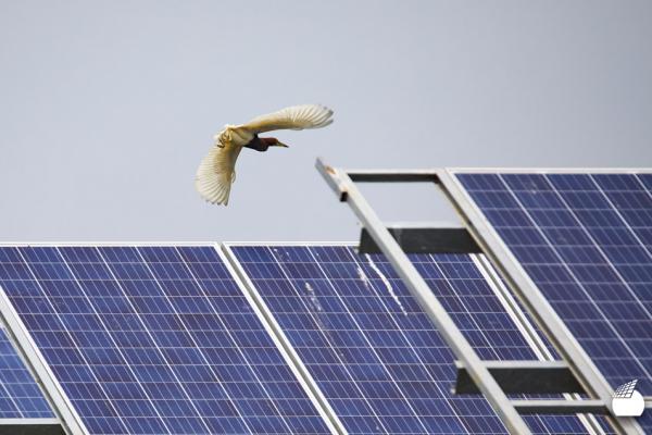 Por Que Tantos Pássaros Morrem em Usinas Solares?